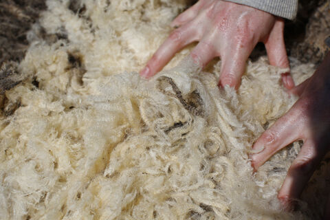  Villeneuve d'Entraunes en 2022. Isabelle 61 ans artisan , créatrice d'objets à base de laine de brebis mourerous trie les toisons afin de séparer la laine destinée à être filer.